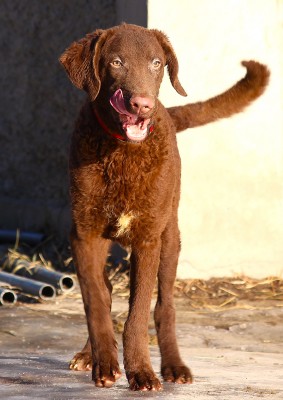 Чесапик-бей-ретривер